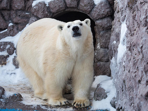 Паре медведей из зоопарка соорудили трехкомнатную берлогу с отоплением. Фото: «Роев ручей» / vk.com