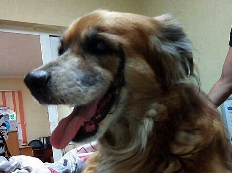 Хозяева-садисты жестоко изуродовали пса, «нарисовав» на морде зловещую улыбку (фото)					     title=