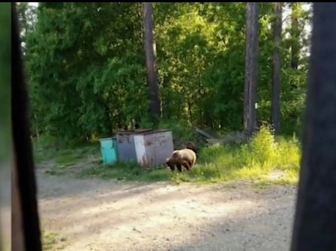 Под Красноярском застрелили  копавшихся  в помойке медведей. "Время местное"