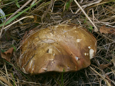 Необычный съедобный гриб нашли на юге края. Нет, собирать нельзя (фото). Фото: «Шушенский бор»