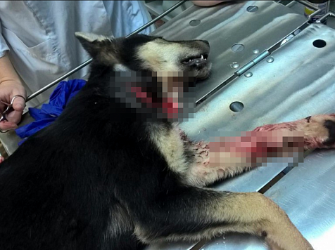 Жестоко порезавший щенка живодер избежал заключения в колонию. Фото: «Подслушано Дивногорск» / vk.com
