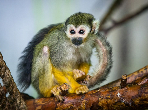 В мороз обезьян из зоопарка для поддержания иммунитета напоили витаминным глинтвейном. Фото: «Роев ручей»