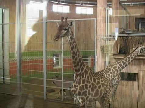 Посетители зоопарка закормили жирафу до смертельно опасного заболевания					     title=