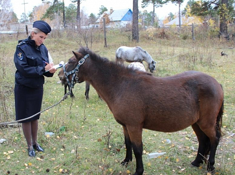 Девушка захотела себе фермерского пони и выкрала его прямо с поля (фото). Фото: 24.mvd.ru