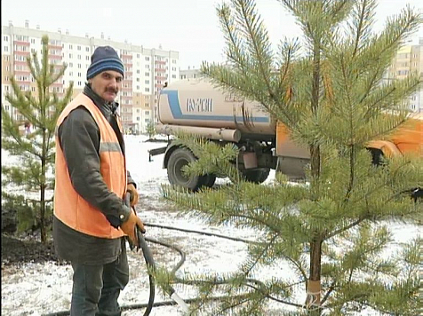 В Красноярске объявили о массовых посадках деревьев: расписали по районам и улицам					     title=