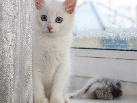 Белый маленький котенок застрял на ветках и звал на помощь: соседи сжалились и вызвали спасателей. фото: Полина Якимова