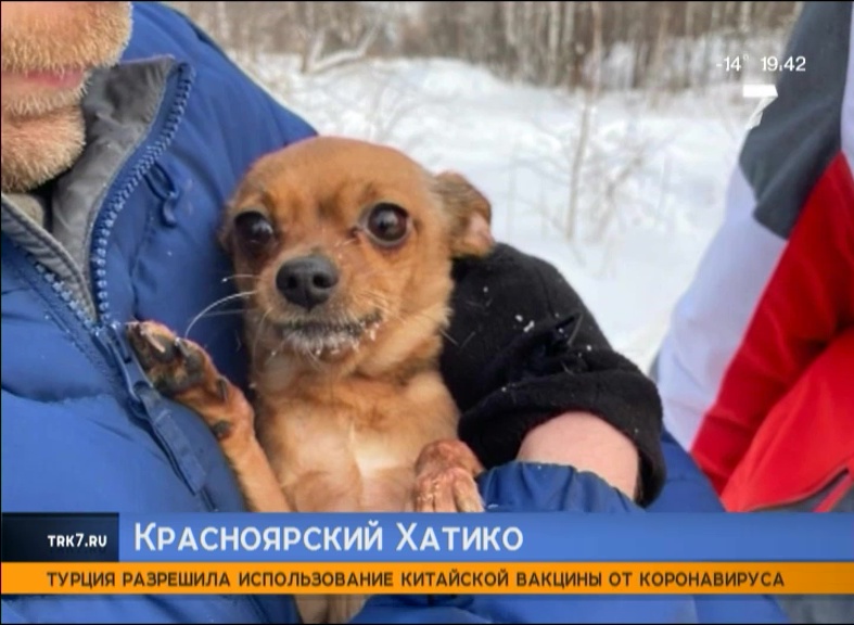 Под Красноярском собака помогла найти тело своей хозяйки