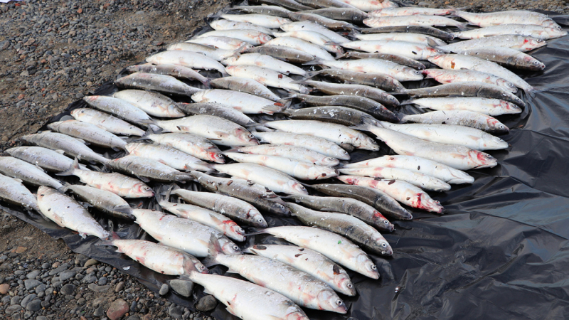 В Красноярском крае браконьеры выловили омуля на 220 тысяч рублей