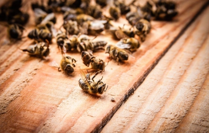 В Красноярском крае произошла массовая гибель пчёл