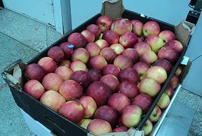 В Красноярском крае уничтожили более 100 килограммов запрещённых яблок. Фото: ukrsn.ru