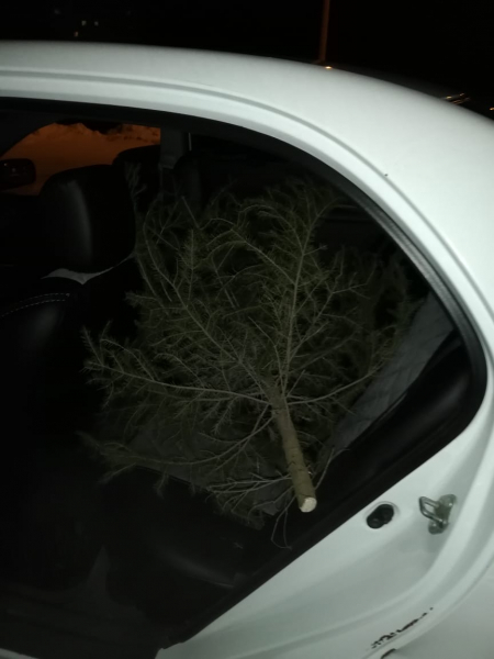 В Красноярском крае ловят автомобилистов с вырубленными елками