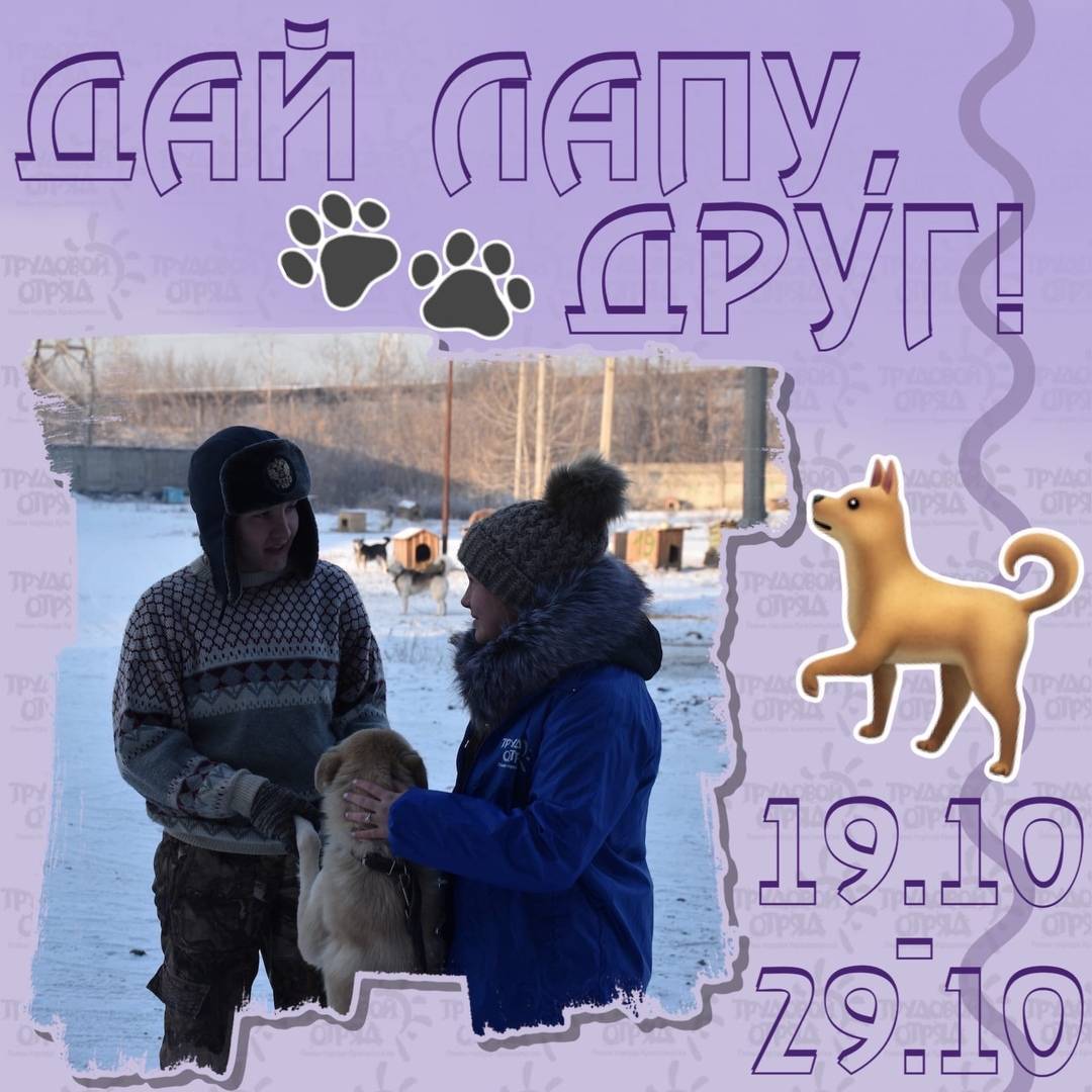 В Красноярске проходит акция помощи бездомных животным