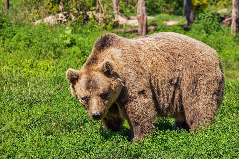 Пять бурых медведей отстрелят в природном парке Красноярского края