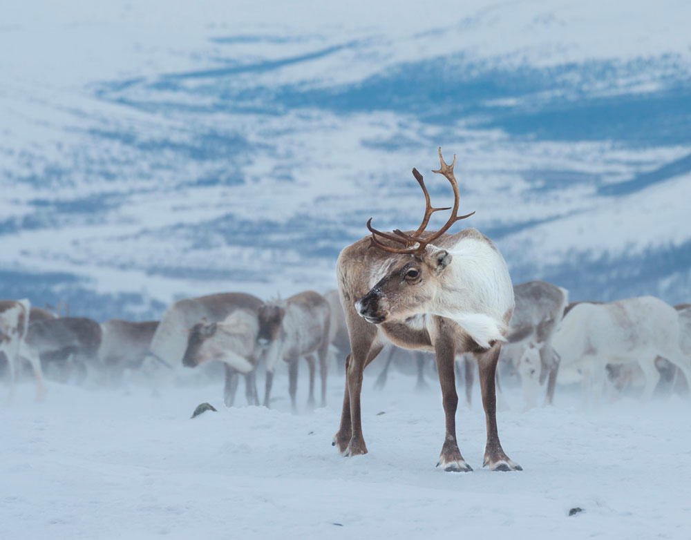 В Красноярском крае проведут авиаучёт популяции дикого северного оленя