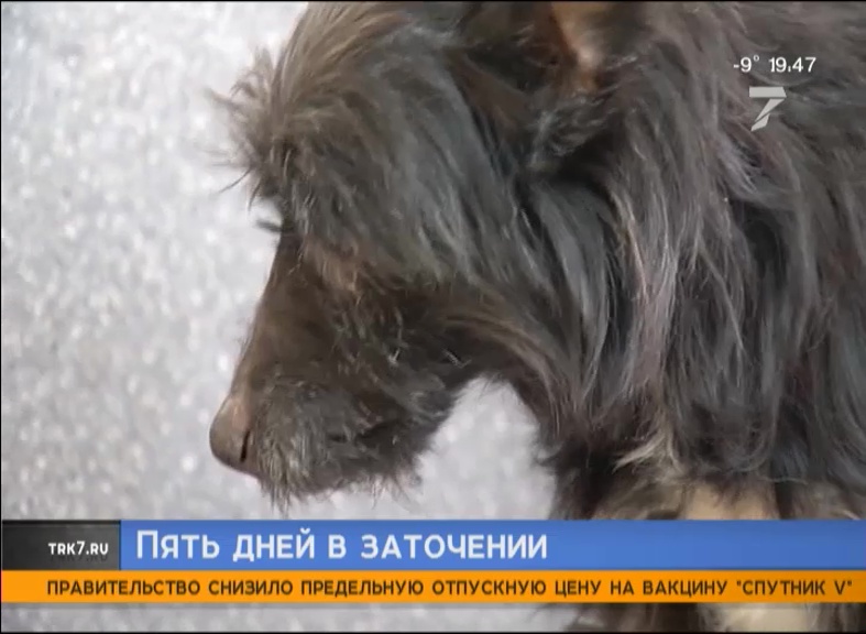 В Красноярске домашняя собака почти неделю провела взаперти без еды и воды