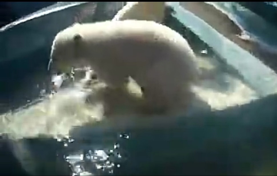 Красноярцев взволновало видео купания медвежат Командора Седова