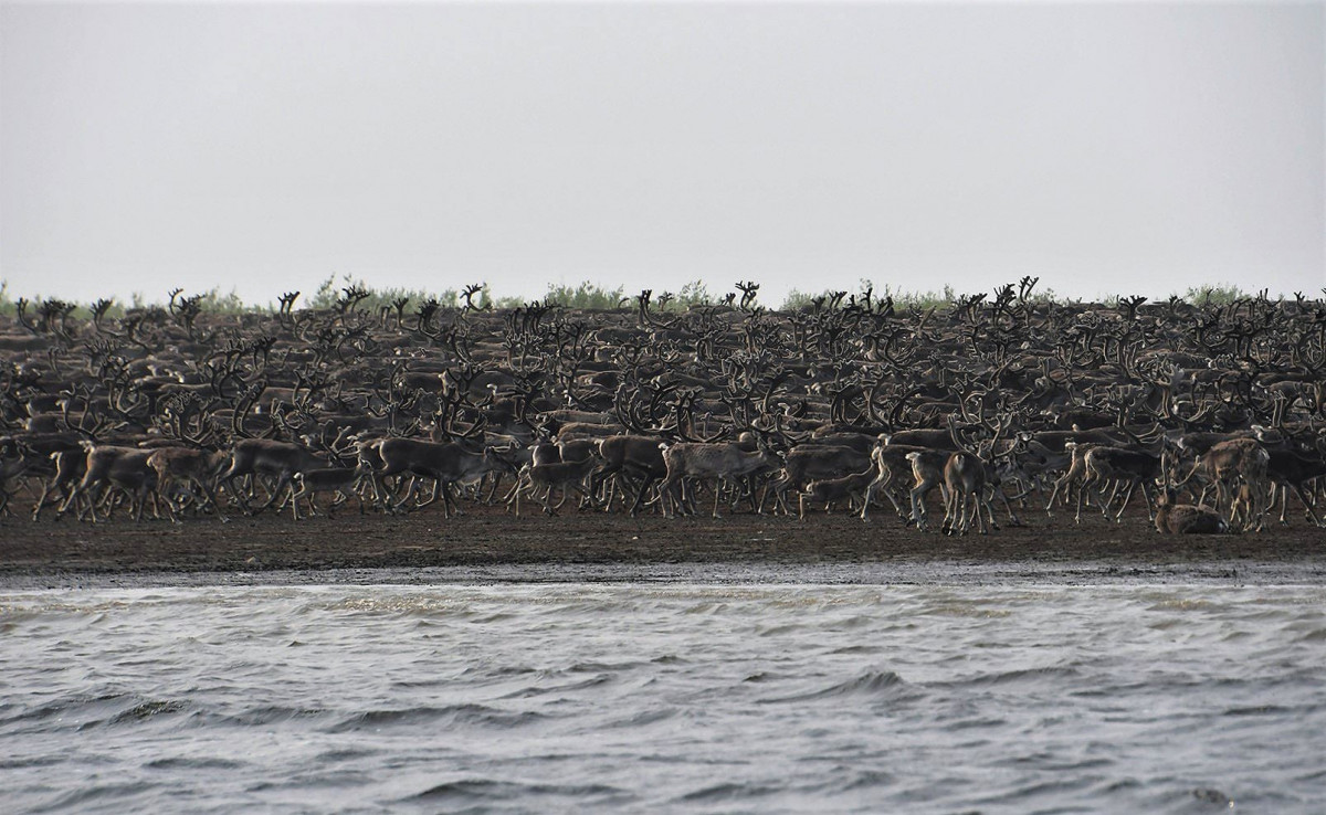 На севере Красноярского края ученые засняли переправу 70 тысяч оленей через реку Хатанга