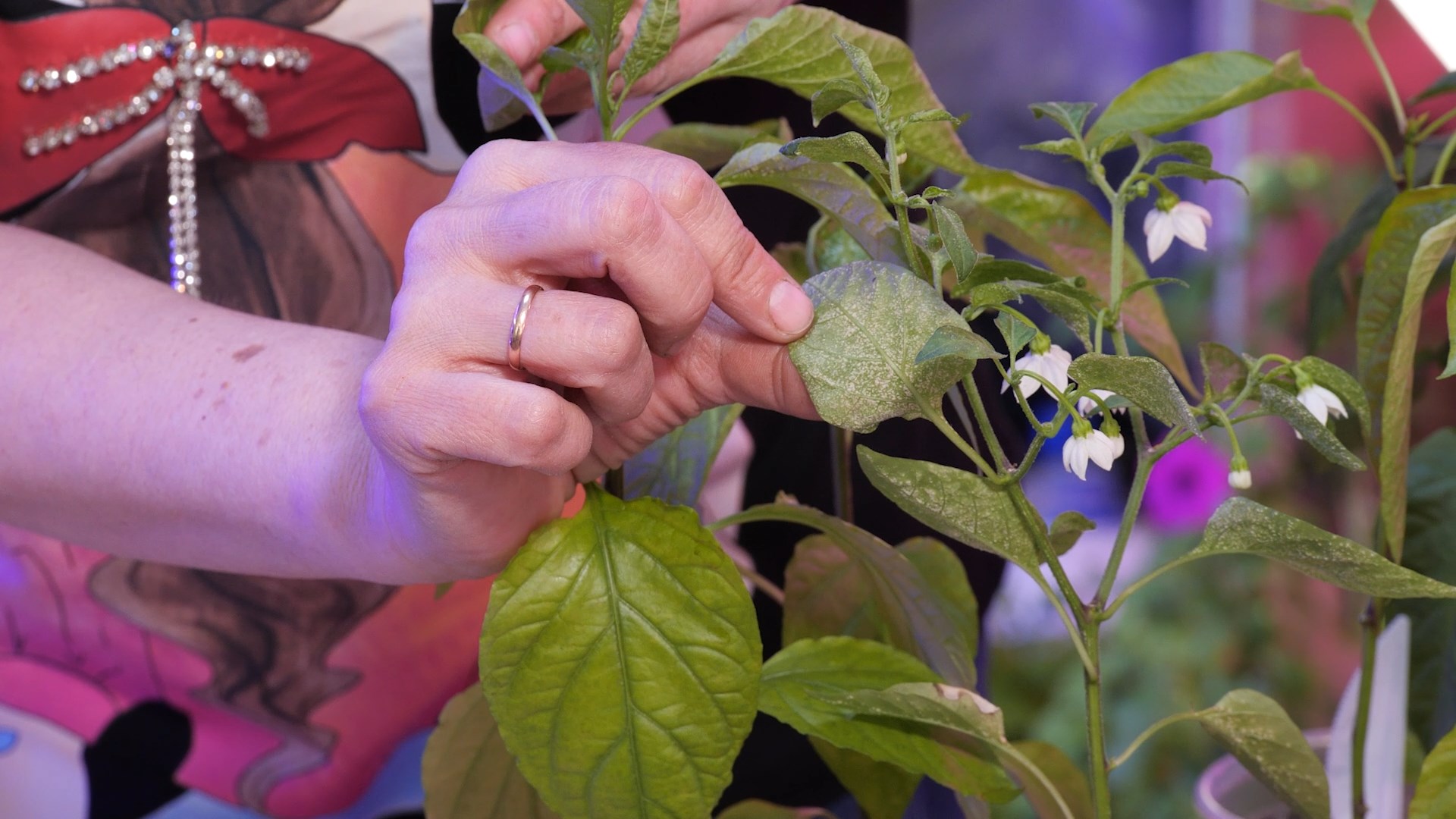 «Это не тля! Это водянка». Решаем проблемы с рассадой. — Все в сад! — 7 ...