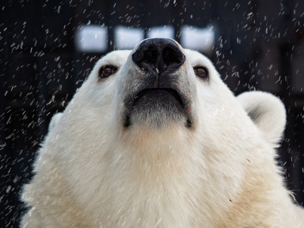 Завтра в красноярском зоопарке отметят День полярного медведя
