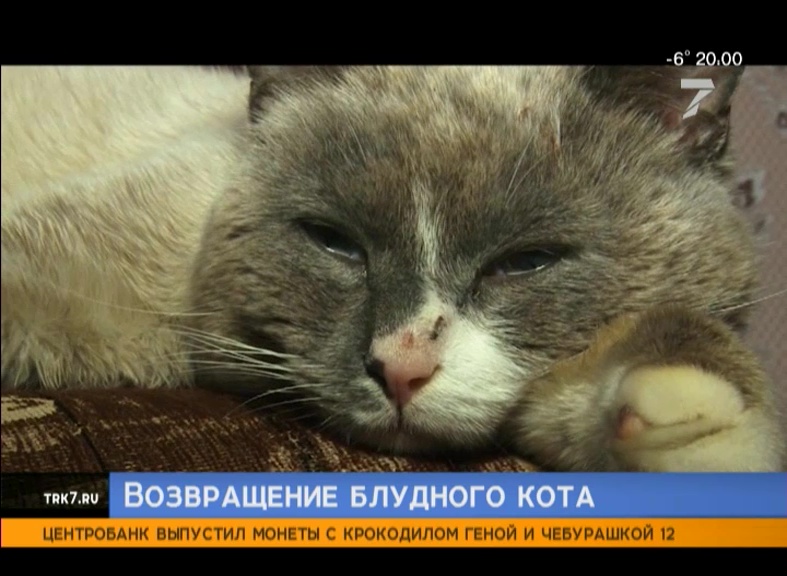 В Красноярском крае потерявшийся 2 года назад кот нашёл хозяев