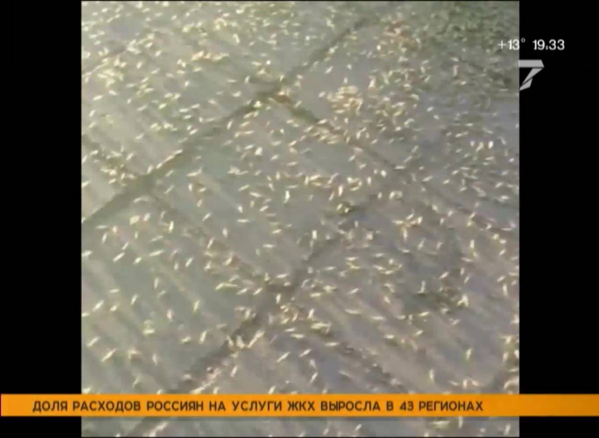 Специалисты объяснили полчища насекомых в Красноярске