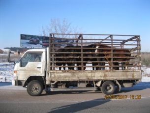 В Красноярском крае у лошадей выявили сальмонеллез. Фото: ukrsn.ru