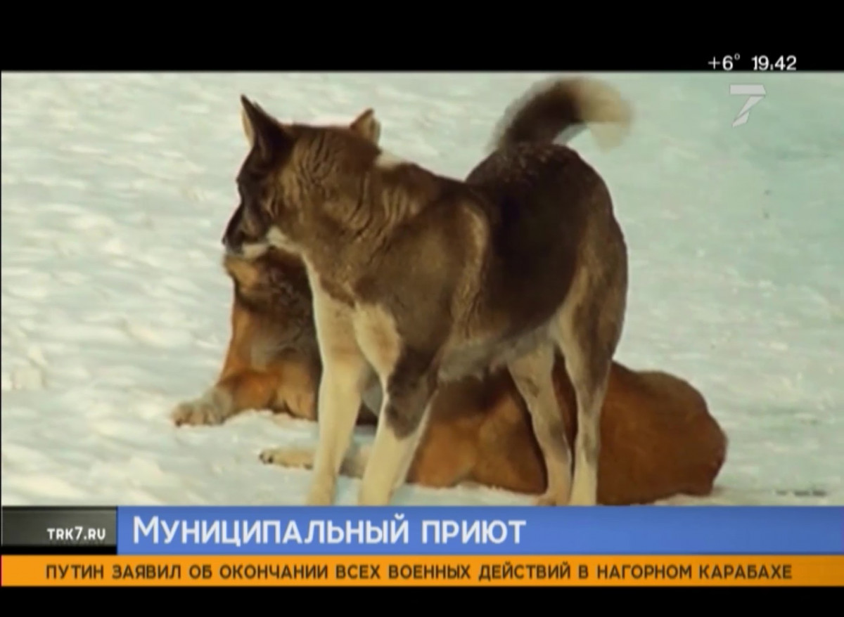 В Красноярске могут открыть муниципальный приют для собак
