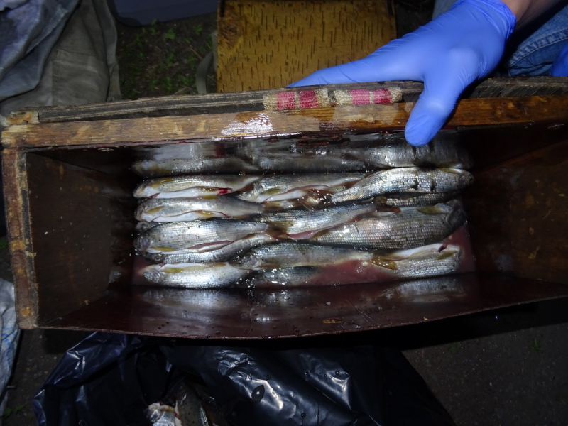 В Красноярском крае браконьер выловил рыбы на четверть миллиона