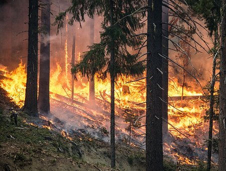 В Красноярском крае ликвидировали семь лесных пожаров. Фото: pixabay.com