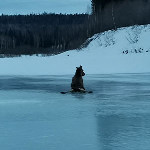 Лось.jpg Лось.jpg