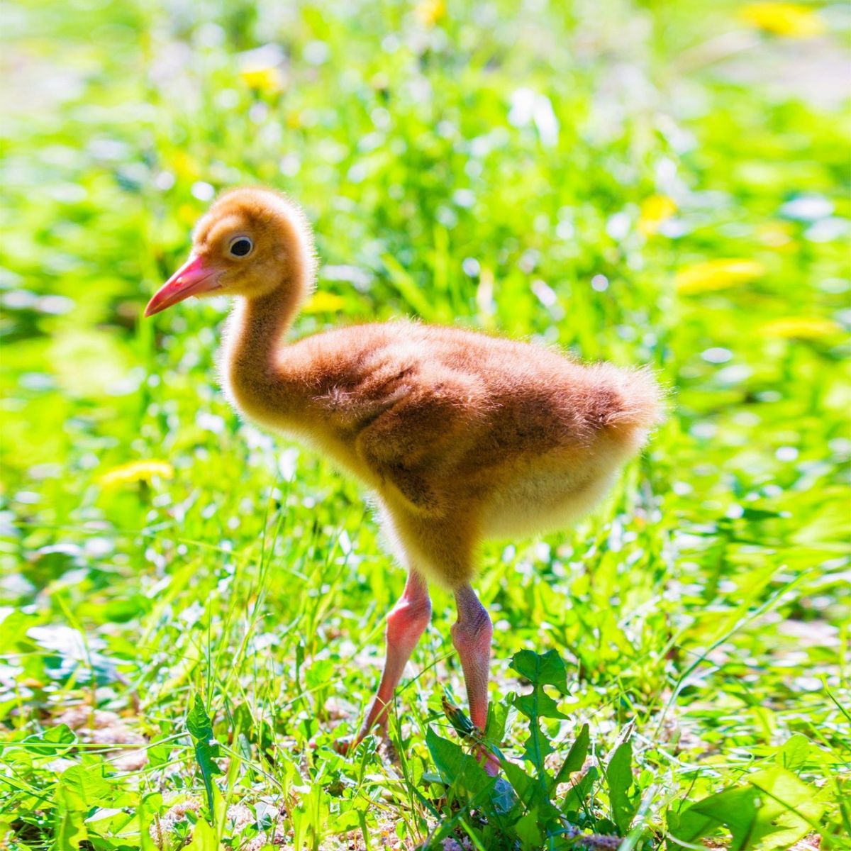 Красноярцев призвали не трогать вылетевших из гнезда птенцов.jpg Красноярцев призвали не трогать вылетевших из гнезда птенцов.jpg