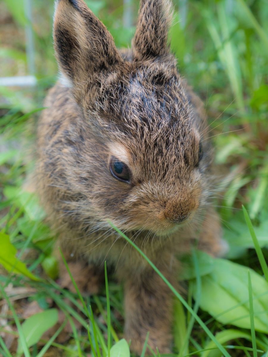Красноярцев призвали не трогать сейчас покинувших гнёзда птенцов.jpg Красноярцев призвали не трогать сейчас покинувших гнёзда птенцов.jpg