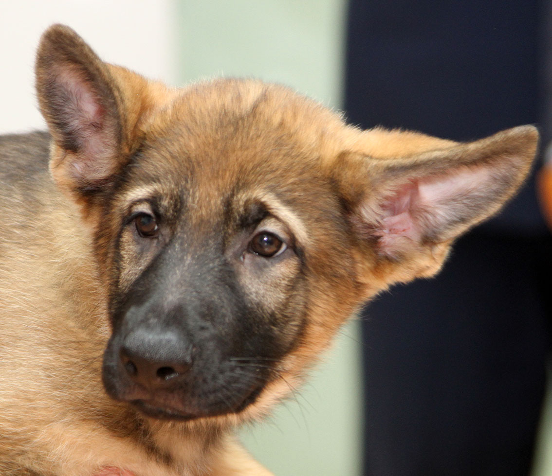 Варианты кличек этого милого пса можно оставить в соц сетях полиции красноярья.jpg Варианты кличек этого милого пса можно оставить в соц сетях полиции красноярья.jpg