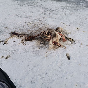 Олень.jpg Олень.jpg