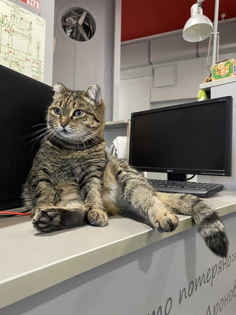 коша 2.jpg коша 2.jpg