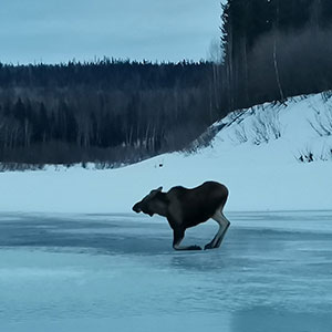 Лось 2.jpg Лось 2.jpg