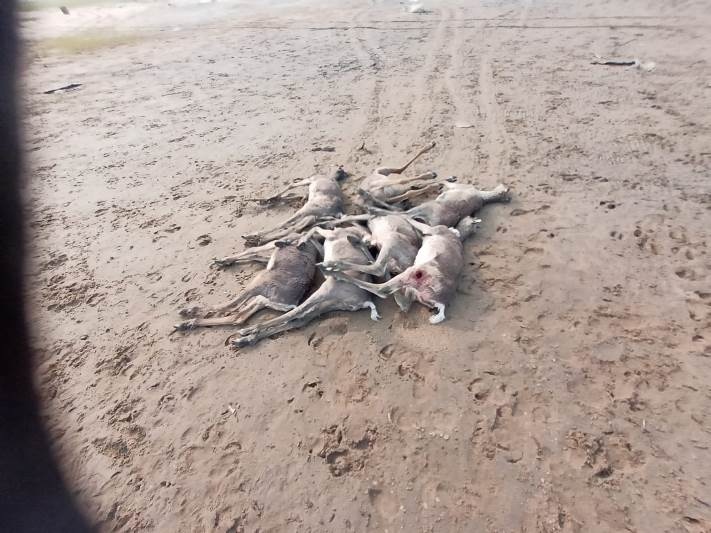 На севере Красноярского края в ночь на 3 августа неизвестные убили и ранили десятки оленей.jpg На севере Красноярского края в ночь на 3 августа неизвестные убили и ранили десятки оленей.jpg