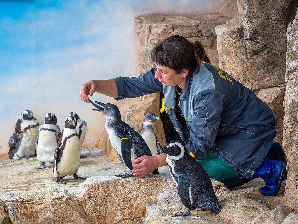 пингвины 2.jpg пингвины 2.jpg