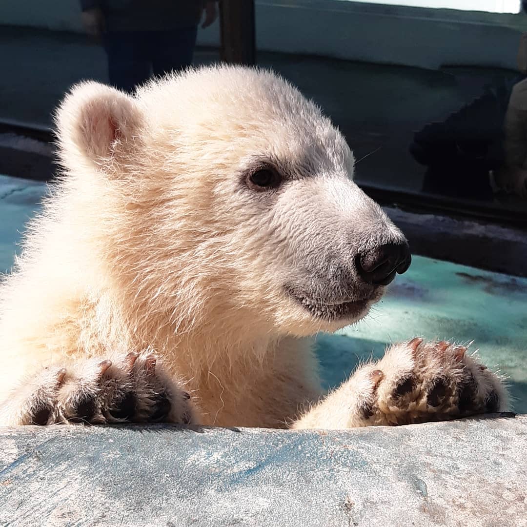 Детям белого медведя из красноярского зоопарка исполнилось уже 8 месяцев.jpg