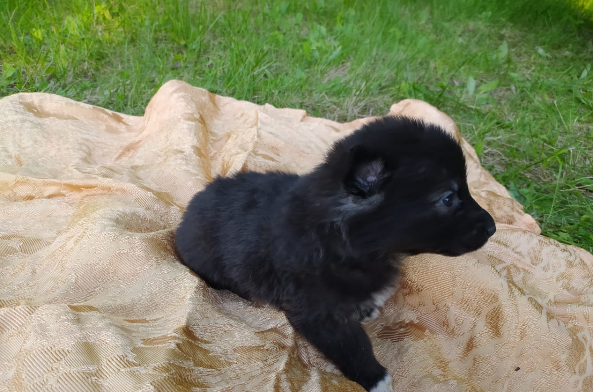 В Красноярске в храм подкинули щенков.png В Красноярске в храм подкинули щенков.png
