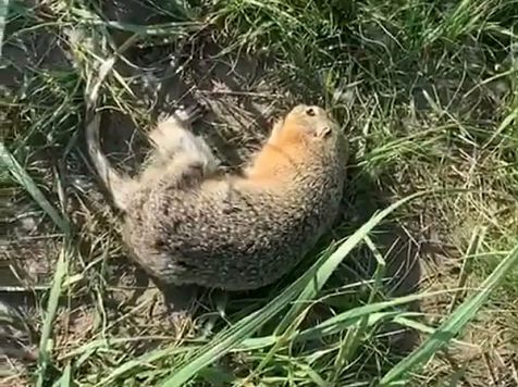 суслик.jpg суслик.jpg