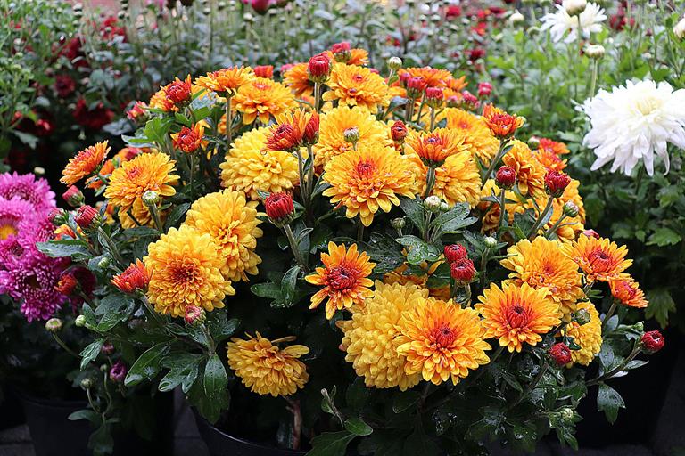 Цветочная симфония финал 2021 (2).jpg Цветочная симфония финал 2021 (2).jpg