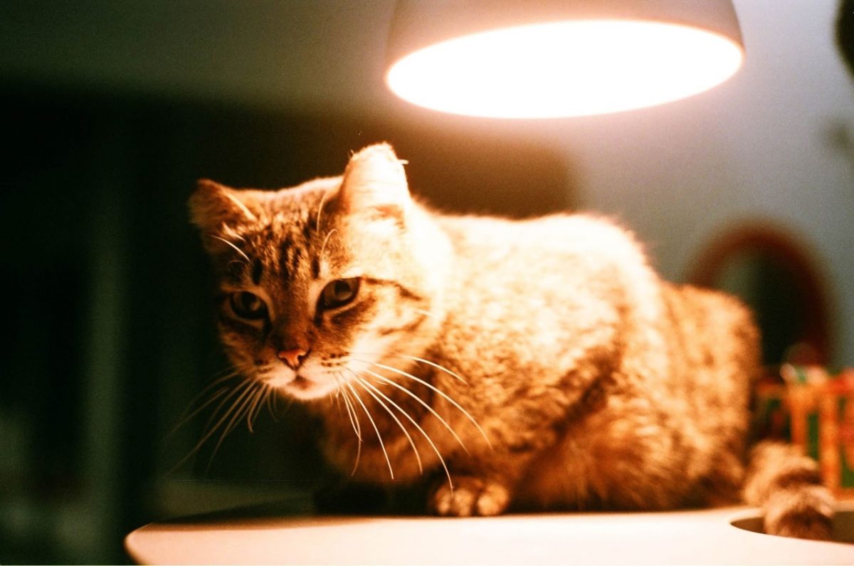 коша 3.jpg коша 3.jpg