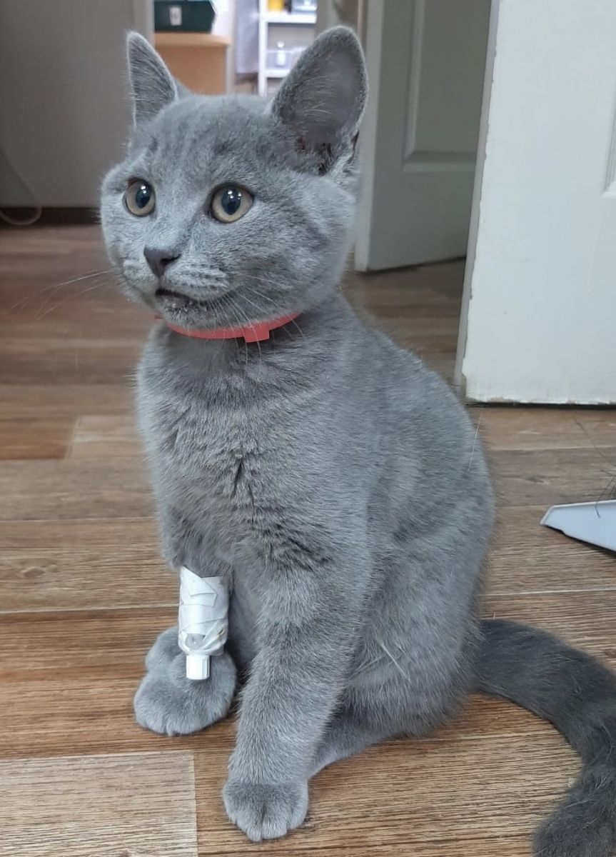 Кот.jpg Кот.jpg