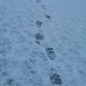 Мишка.jpg Мишка.jpg