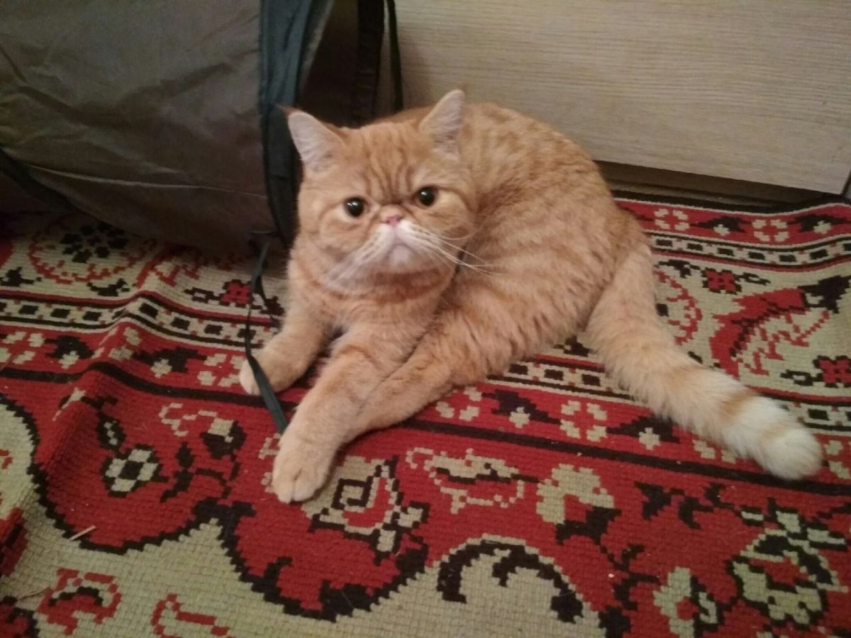 ириска.jpg ириска.jpg