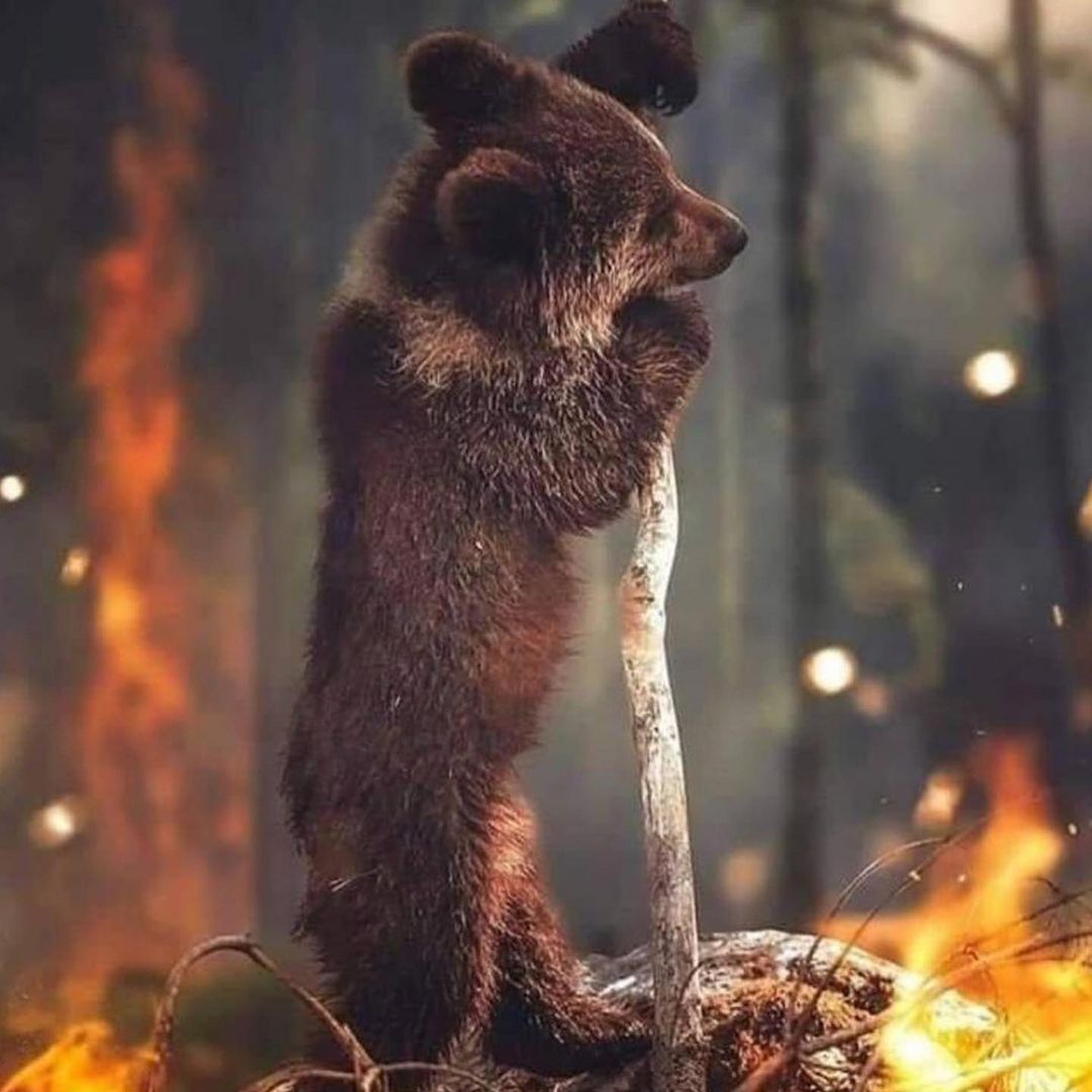 В соцсетях выкладывают фото и видео последствий якутских пожаров.jpg В соцсетях выкладывают фото и видео последствий якутских пожаров.jpg