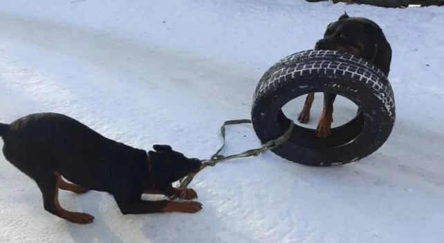 Пожар в Пугачёво_Псы.jpg Пожар в Пугачёво_Псы.jpg