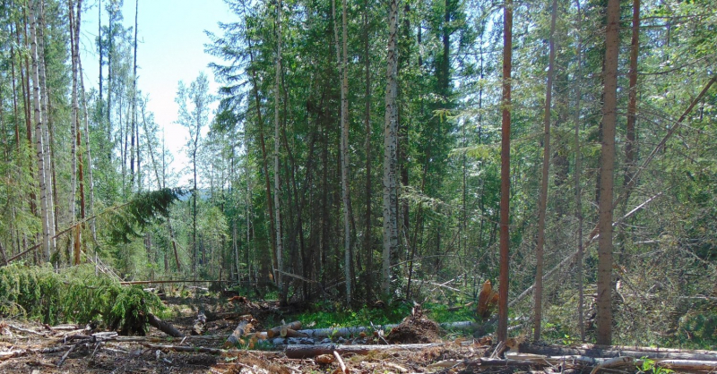 Лес.jpg Лес.jpg