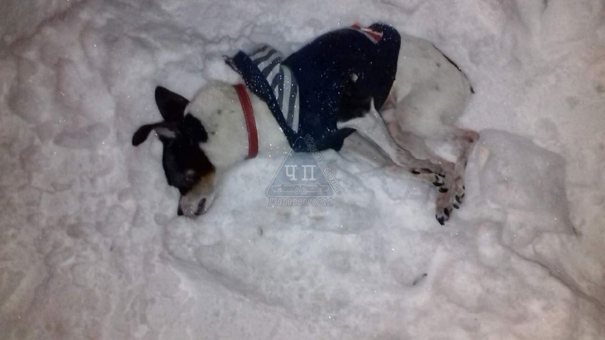 Жительница Железногорска выкинула собаку с третьего этажа.jpg
